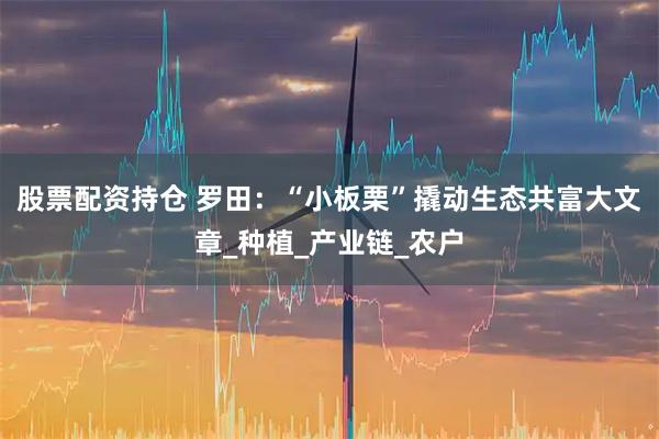 股票配资持仓 罗田：“小板栗”撬动生态共富大文章_种植_产业链_农户